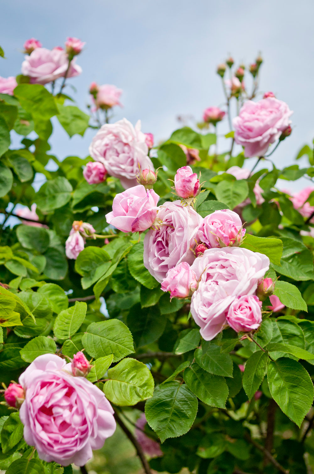 In bloom. Diana, Princess of Wales Memorial Walk, Hyde Park. Photo © Zarina Holmes