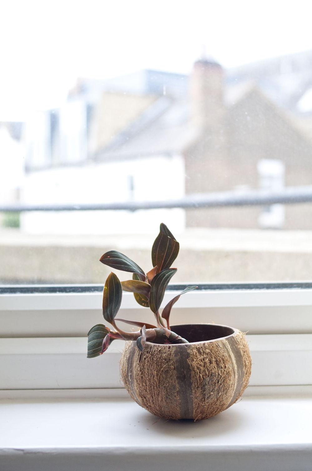 One of my houseplants. Photo © Zarina Holmes