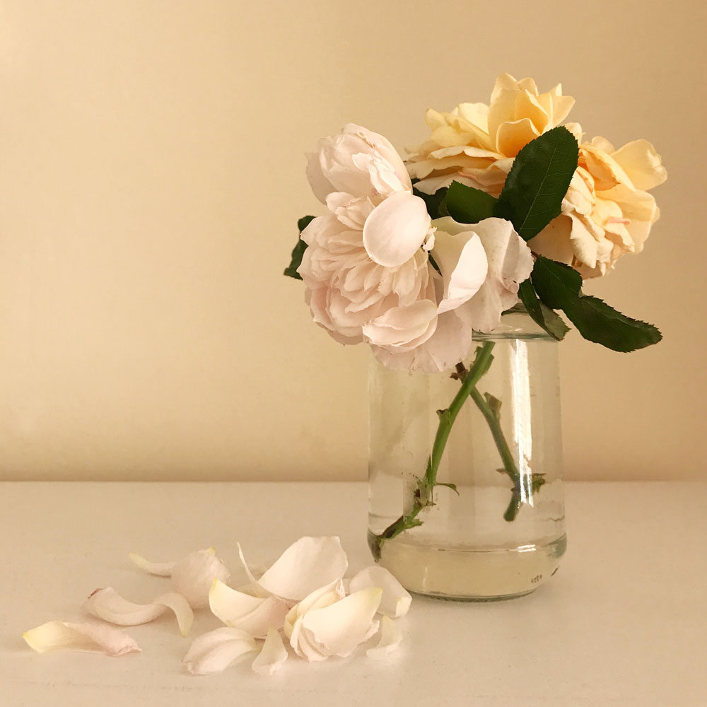 Simple Peach (Harkness Roses) and Generous Gardener (David Austin Roses) cuttings from my garden. Photo © Zarina Holmes
