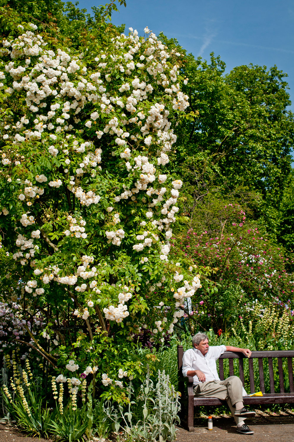 Rose garden at Diana, Princess of Wales Memorial Walk, Hyde Park. Photo © Zarina Holmes