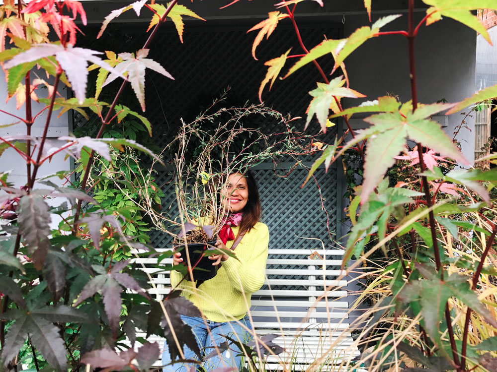 My latest beauty, oenothera stricta (Evening Primrose) at West6 Garden Centre & Cafe, Ravenscourt Park. Photo © Zarina Holmes