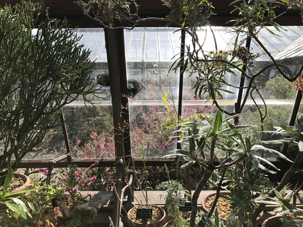Observing different types of medicinal plants at Chelsea Physic Garden. Photo © Zarina Holmes