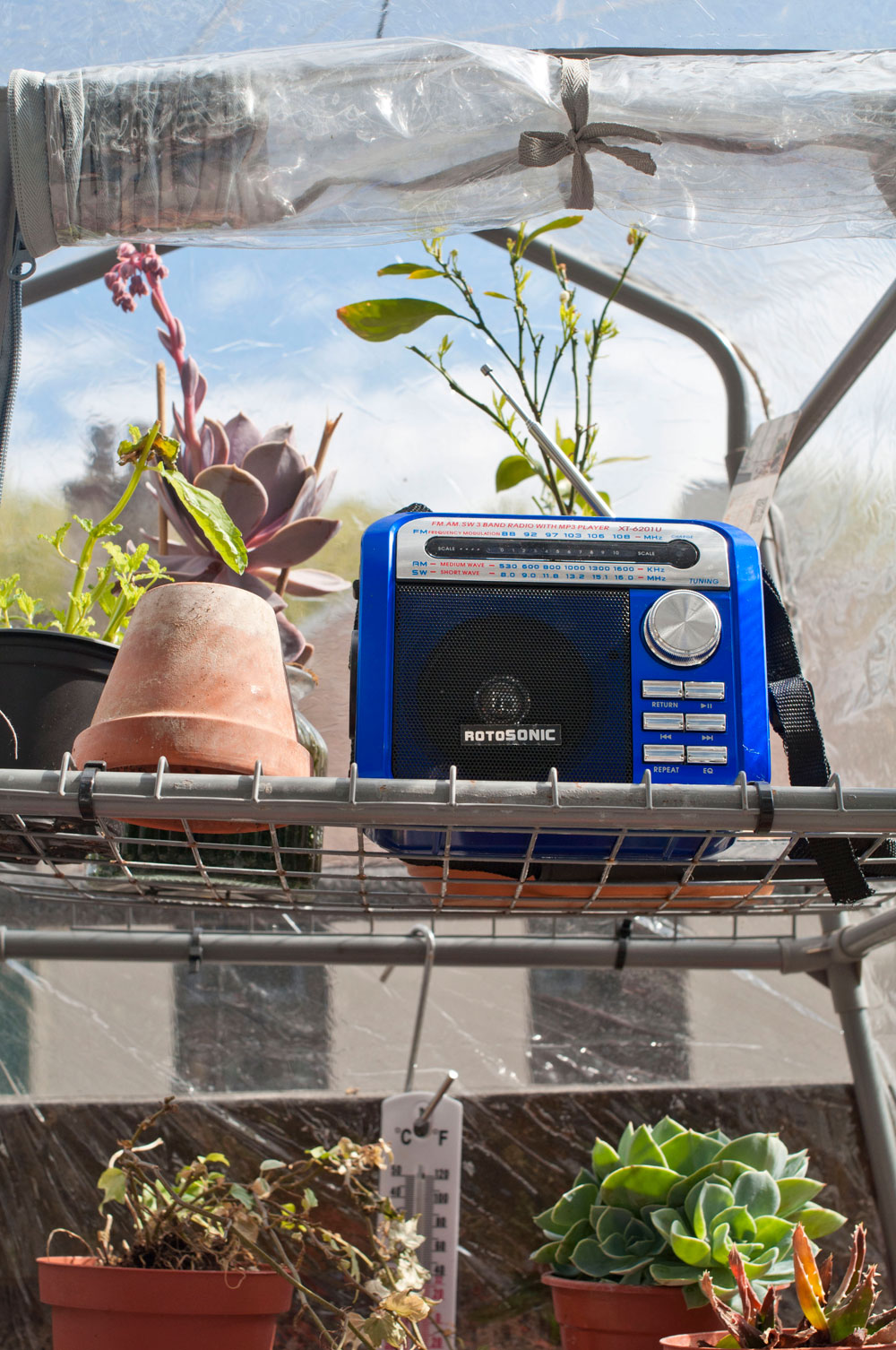 My nursery, where I try to rescue my unhappy plants all summer. Photo © Zarina Holmes