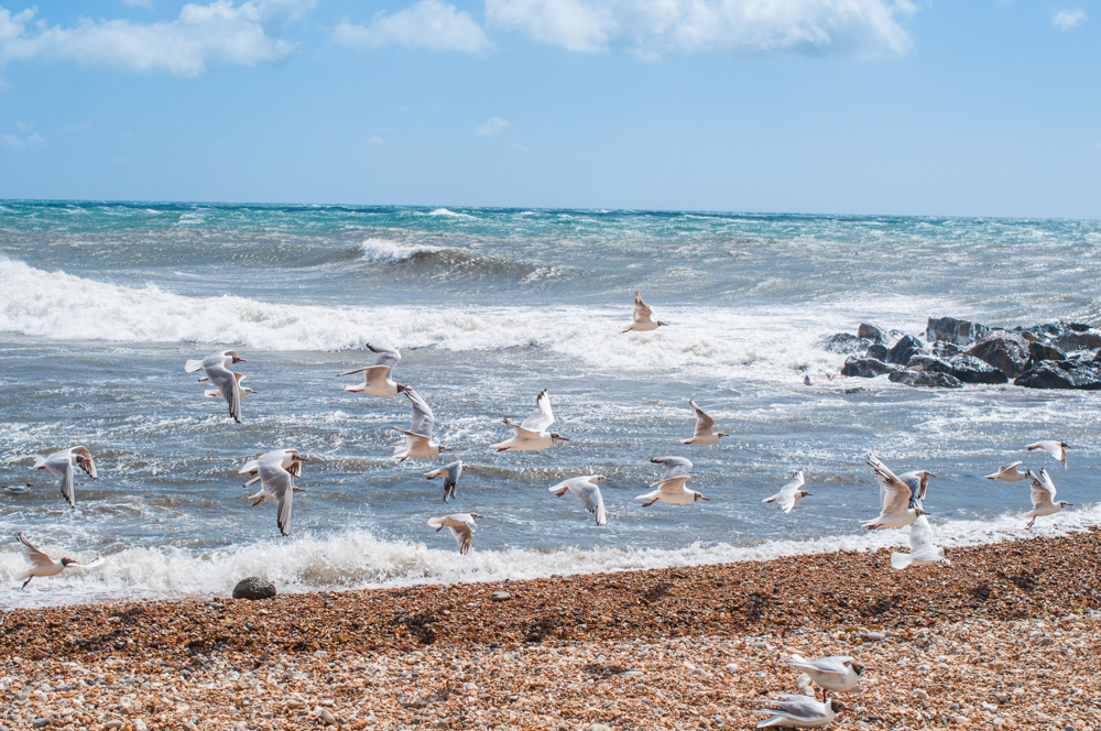 The strong wind on the southern part of the island didn't deter the seabirds