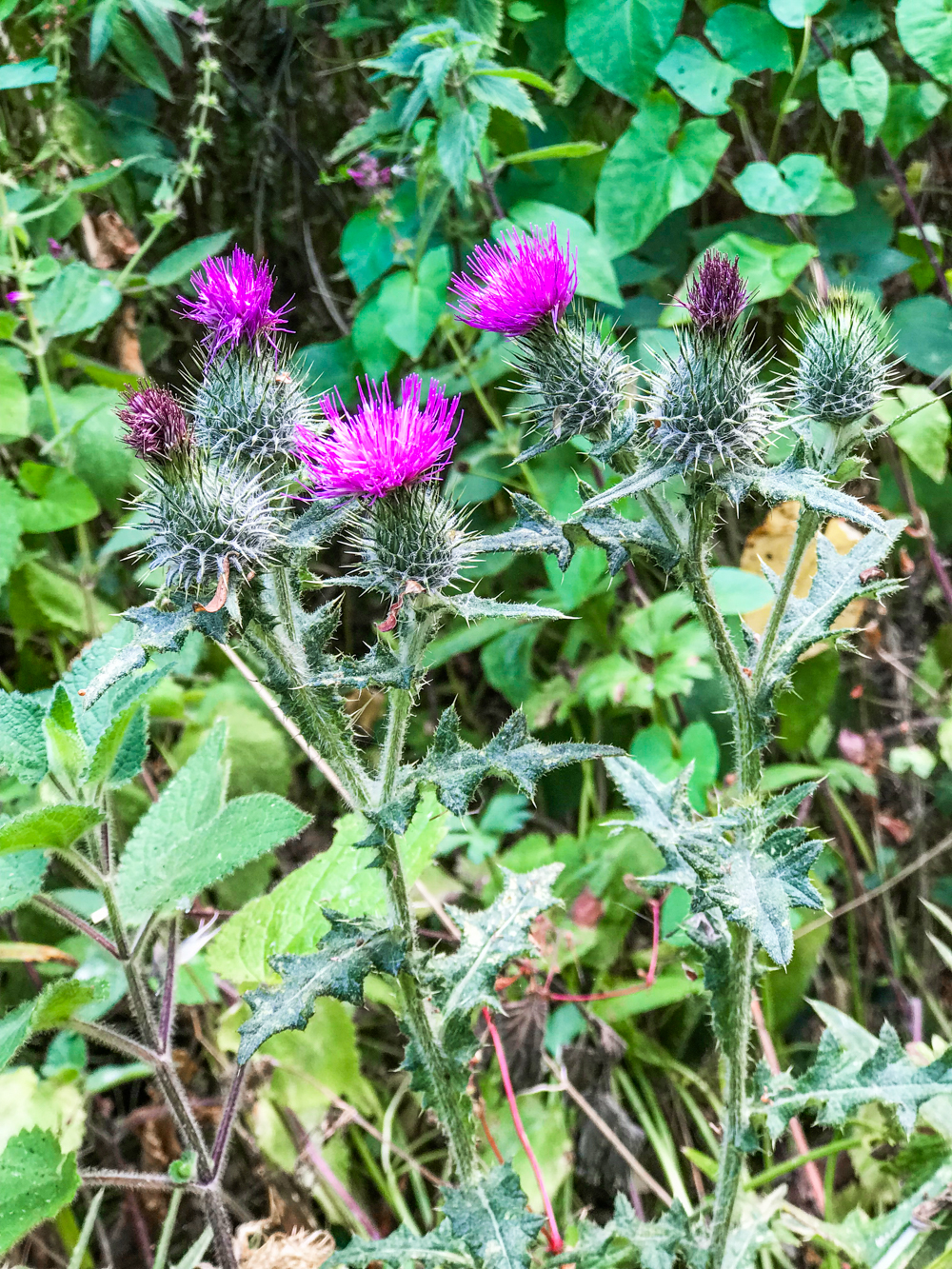 The fabulous flora of Bonchurch Landslip