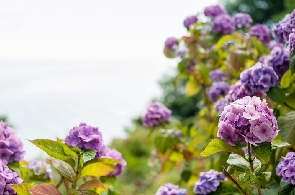Abundance of hydreangea.