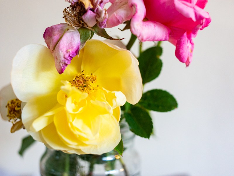 Anthology of flowers